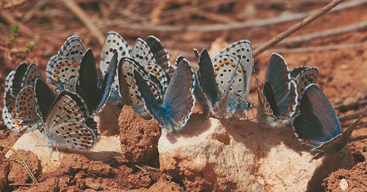Antalya Kelebekler Dünyası Turu: Doğayla Buluşun